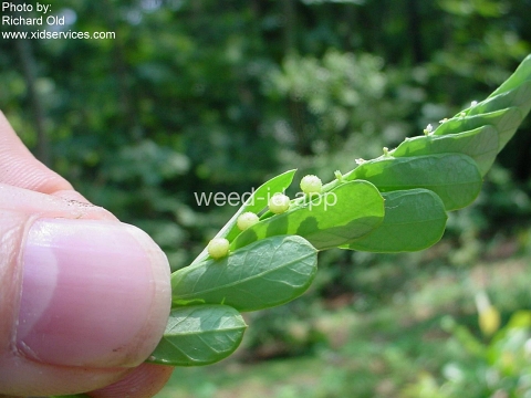leafflower